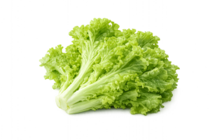Lettuce